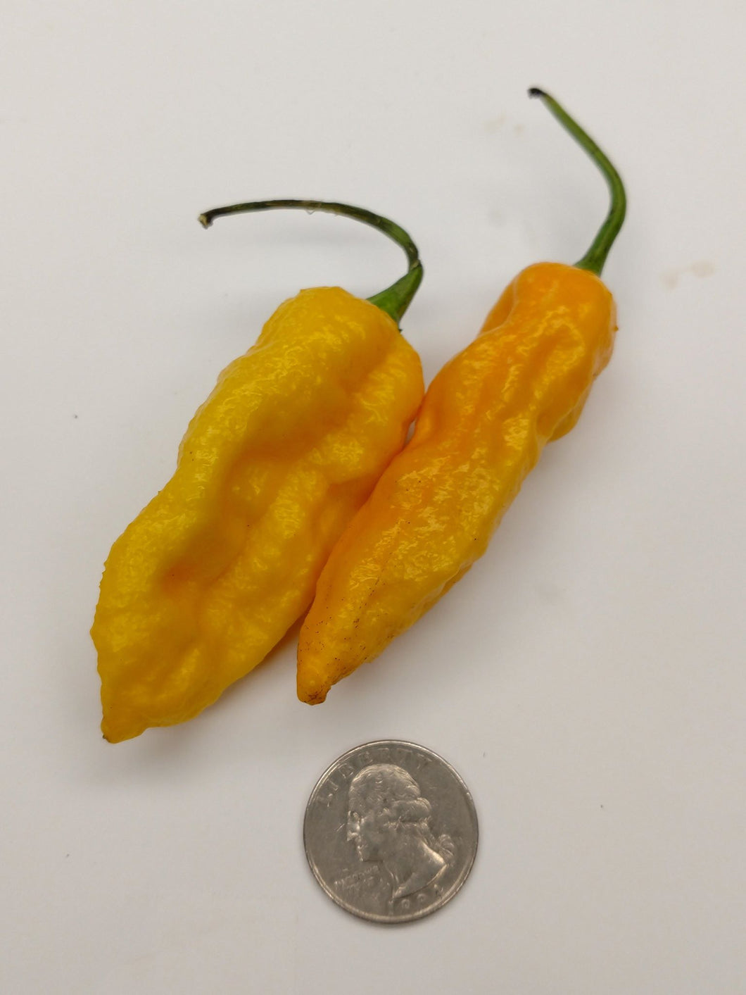 Yellow Fatalli (1/4 lb)