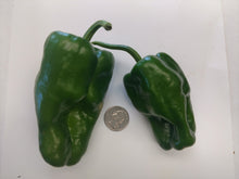 Load image into Gallery viewer, Live Plant - Poblano 3&quot; pot
