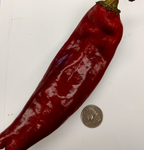 Sweet Sampler (Peppers, 5 lb)