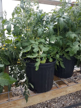 Load image into Gallery viewer, Live Plant - Tomato - Green Zebra (3 gallon pot)