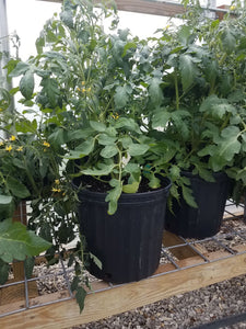 Live Plant - Tomato - Green Zebra (3 gallon pot)