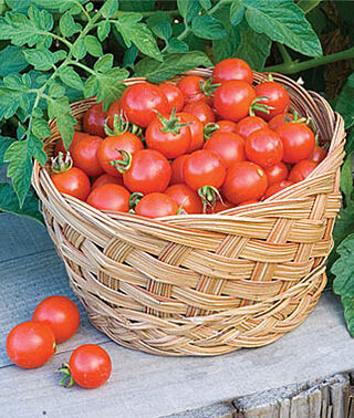 Live Plant - Tomato - Baxter's Bush Cherry (2