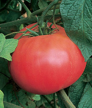 Live Plant - Tomato - Brandywine Red (2
