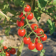 Load image into Gallery viewer, Live Plant - Tomato - Jasper Cherry (3 gallon pot)