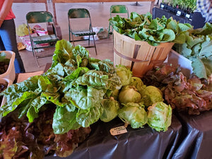 Certified Organic Romaine Lettuce, 1 dozen heads restaurant pack