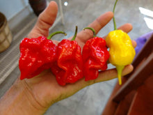 Load image into Gallery viewer, Habanero (1/4 lb)