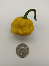 Load image into Gallery viewer, Seeds - MOA Scotch Bonnet