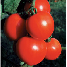 Load image into Gallery viewer, Live Plant - Tomato - New Girl (2&quot; Deep Cell Plug)