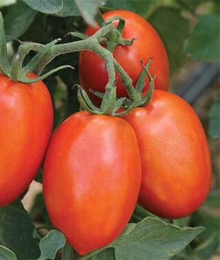Live Plant - Tomato - Roma (2