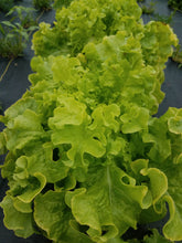 Load image into Gallery viewer, Certified Organic Romaine Lettuce (1 head)