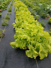 Load image into Gallery viewer, Certified Organic Romaine Lettuce (1 head)