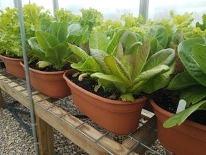 Live Plant - Salad Bowl Planter, Romaine Mix