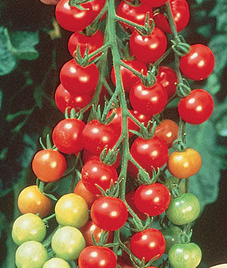 Live Plant - Tomato - Sweet Cherry (2