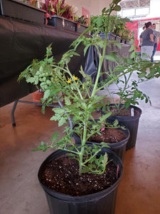 Live Plant - Tomato - Cherokee Purple (2" Deep Cell Plug)