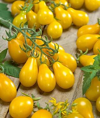 Live Plant - Tomato - Yellow Pear (2